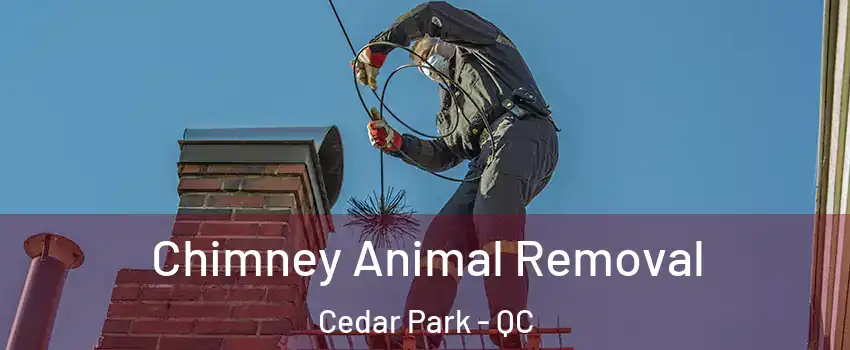 Chimney Animal Removal Cedar Park - QC