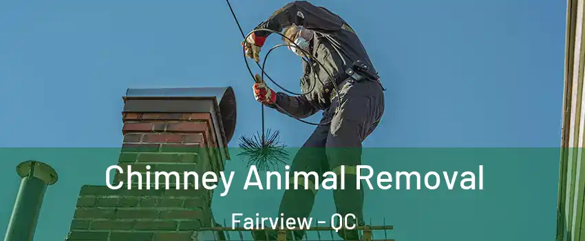 Chimney Animal Removal Fairview - QC