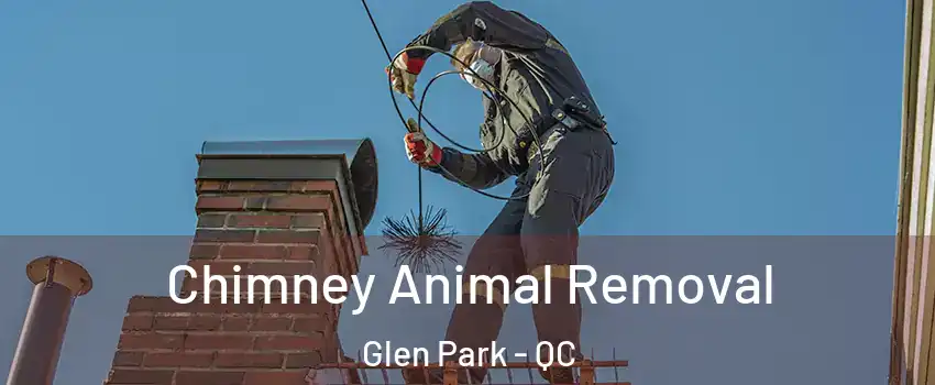 Chimney Animal Removal Glen Park - QC