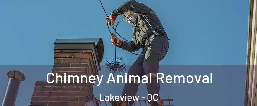 Chimney Animal Removal Lakeview - QC
