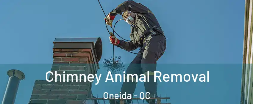  Chimney Animal Removal Oneida - QC