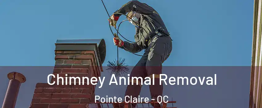 Chimney Animal Removal Pointe Claire - QC