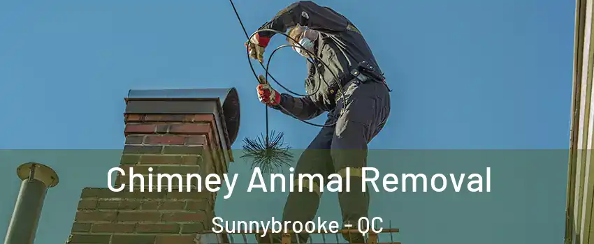 Chimney Animal Removal Sunnybrooke - QC