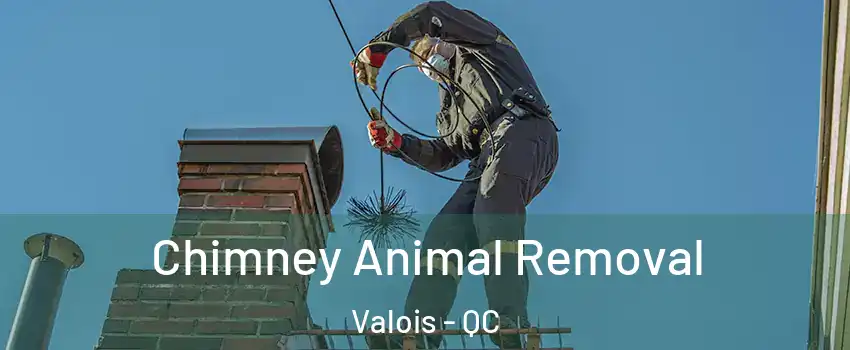 Chimney Animal Removal Valois - QC